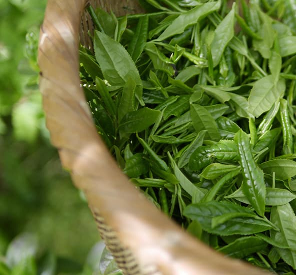 Green Tea category image